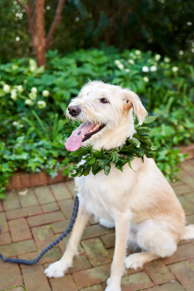 dog ring bearer Daniel Stowe Botanical Garden wedding reception venue Charlotte NC Photographers